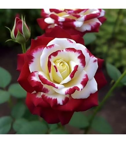 Amazon.com : KVITER 20 Love in Rose Bush, Red White Rose Seeds for